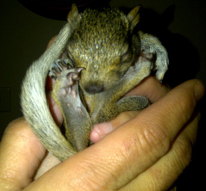 Nutter Butter, Baby Squirrel